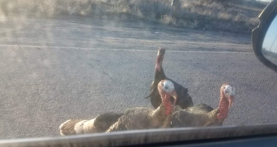 Под Мелитополем стая индюков перекрыла дорогу (видео)