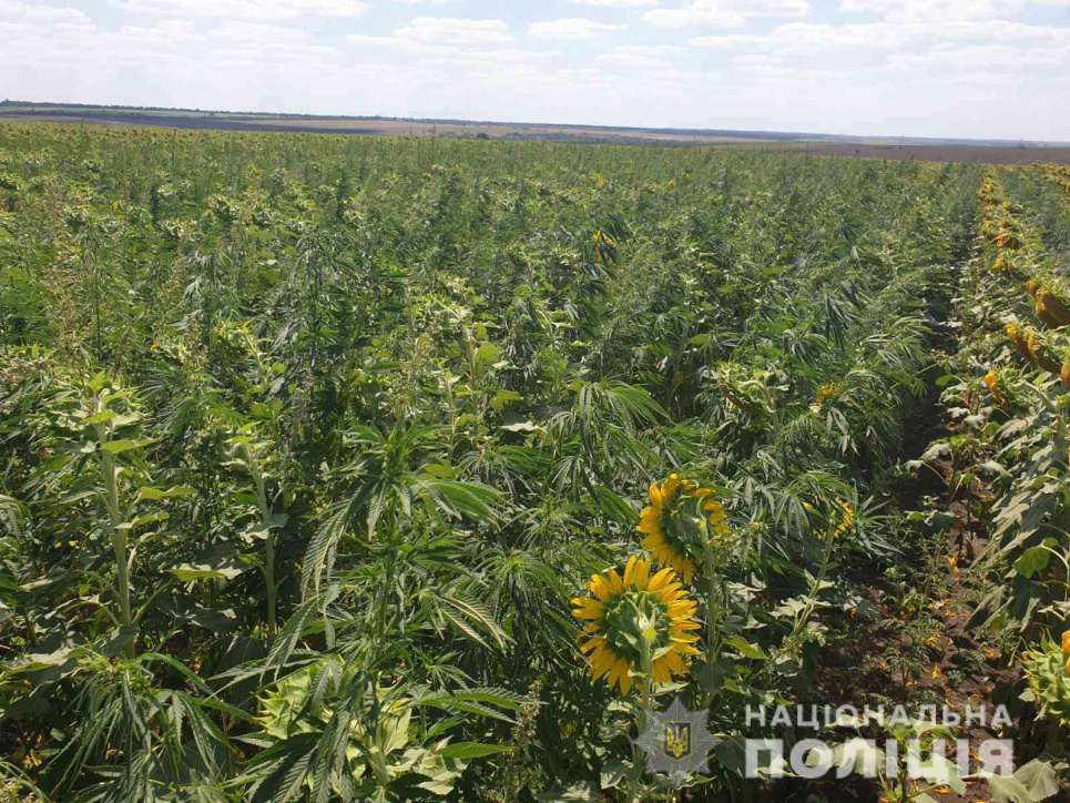Правоохоронці викрили диво-поле, де під соняхами вирощували коноплю (фото, відео) Всі фото і відео: Нацполіція