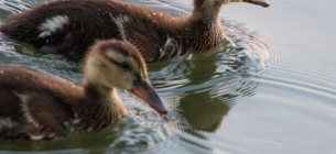 Чому у качок не мерзнуть лапи: механізм теплообміну у птахів