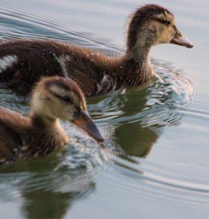 Чому у качок не мерзнуть лапи: механізм теплообміну у птахів