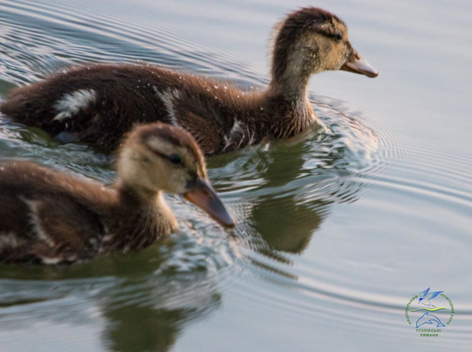 Почему у уток не мерзнут лапы: механизм теплообмена у птиц