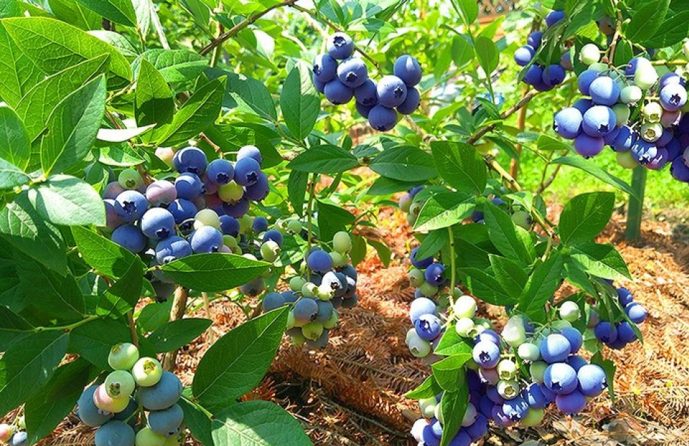 Фермери з Львівщини вирощують органічну лохину в горах (фото) Фото - Stynava organic garden