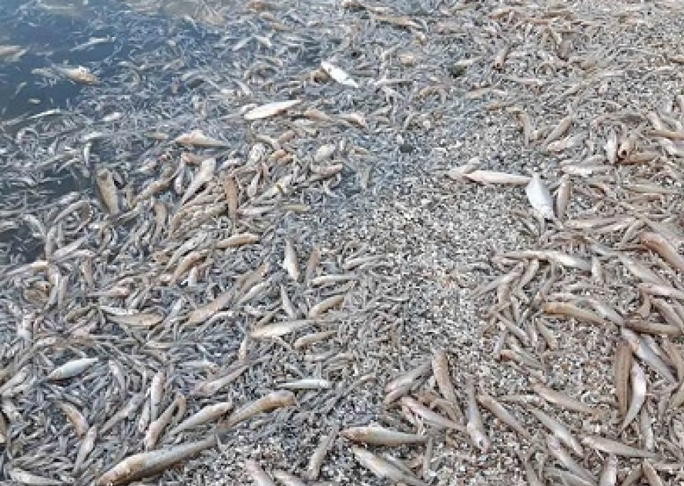 У Херсонській області лиман перетворився на мертве "море" для мільйона риб Фото: Держрибагентства