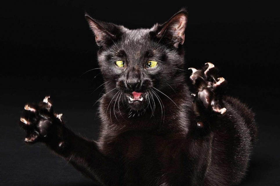 У Рівному кішка принесла господарям смертельну хворобу Фото ілюстративне