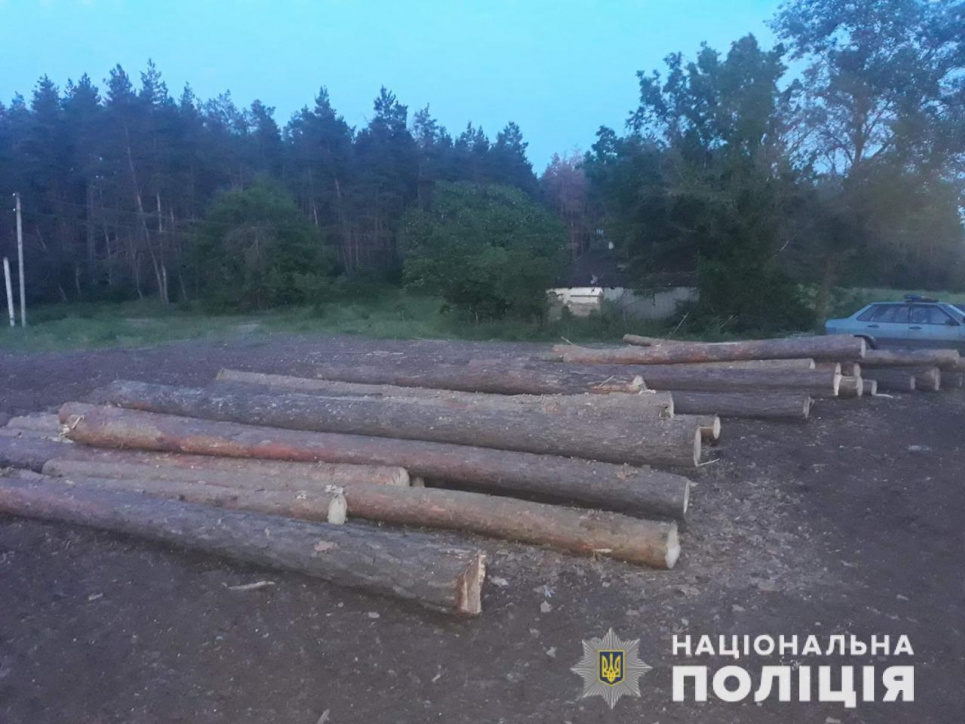 Трое мужчин пойдут в суд за срубленные сосны