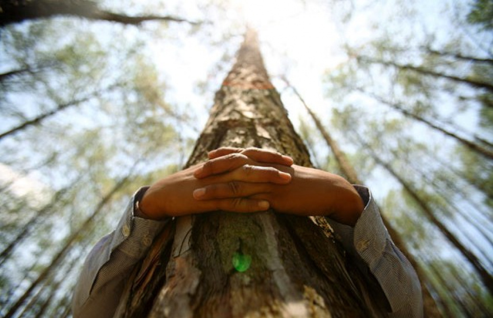 У світі з'явиться чемпіон з обіймів дерев