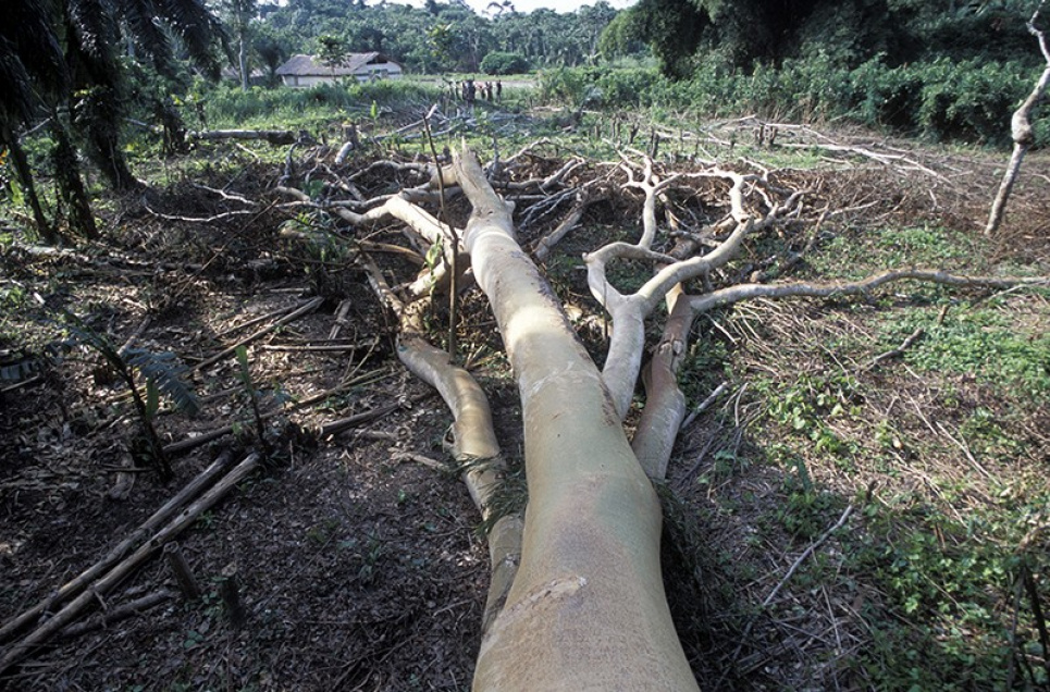 Дослідження: пандемія COVID-19 пов'язана з проблемами довкілля Patrick Landmann/Science Photo Library