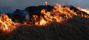 На Житомирщині подружжя пенсіонерів ледь не згоріли живцем: палили сухостій. Pixabay 