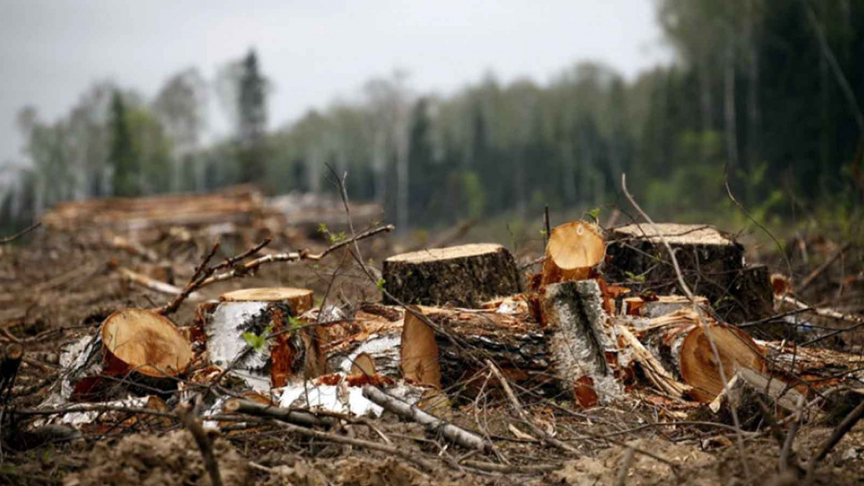 «Чорні» лісоруби вирубали дерев на 27 мільйонів гривень Фото з відкритих джерел