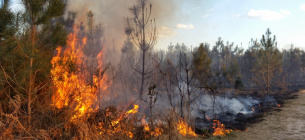У минулому році пожежі знищили 75 тис га лісу — голова Держлісагентства