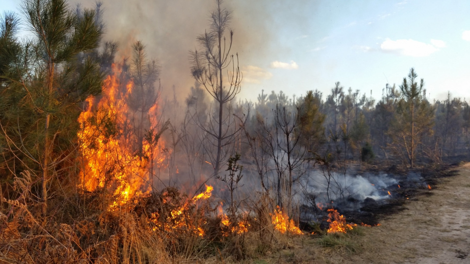 В прошлом году пожары уничтожили 75 тыс га леса — глава Гослесагентства