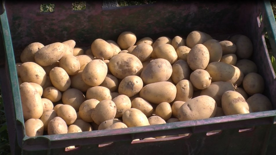 На Волині фермери вирощують 5 тонн картоплі з гектара (відео) Фото - Суспільне Волинь