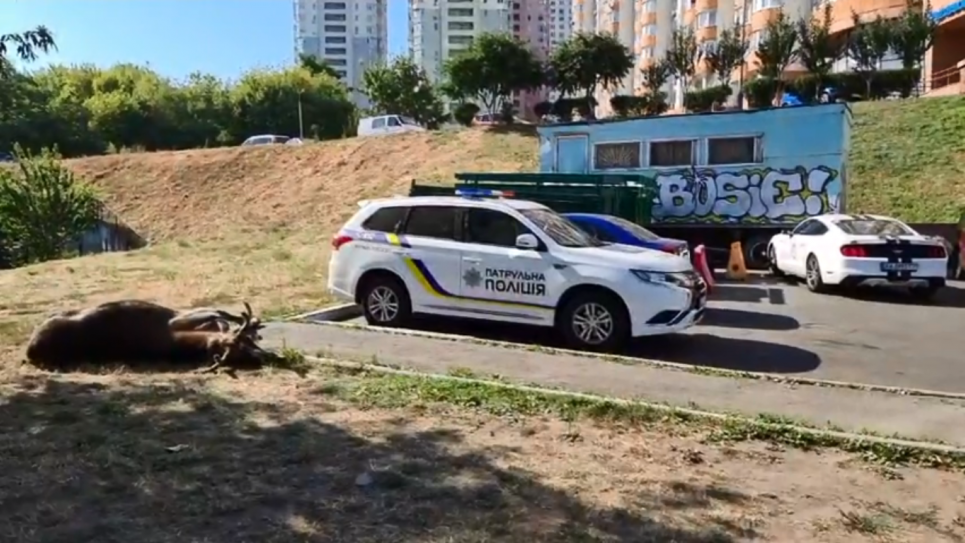 В Киеве насмерть сбили лося, который жил в городе (фото, 18+) Скриншот видео журналиста Влада Антонова