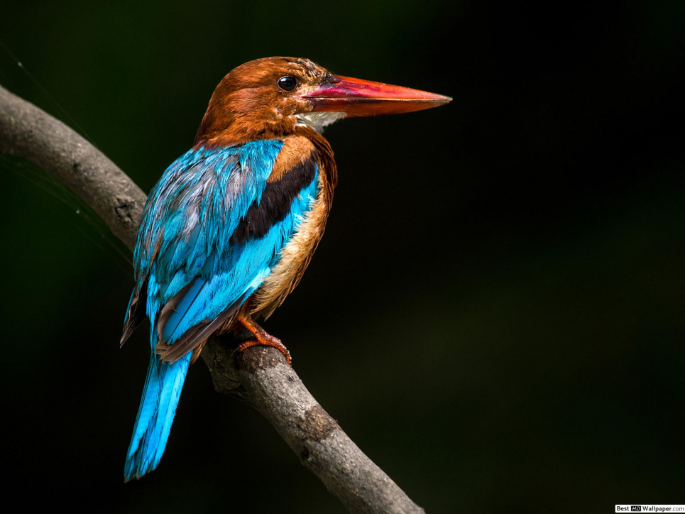 Птица с головой-флюгером стала звездой интернета (видео)