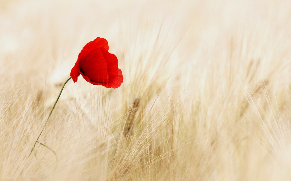 В Україну повертається літо Image by Ralf Kunze from Pixabay