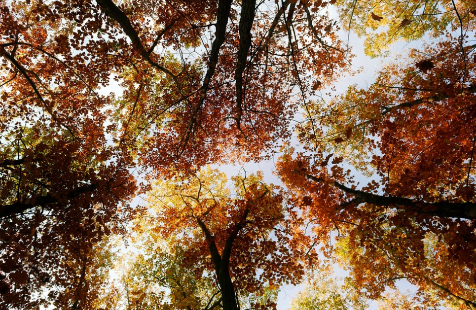 Сентябрь побьет тепловые рекорды: синоптики дали прогноз Фото: pixabay.com