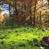 Image by Free-Photos from Pixabay 