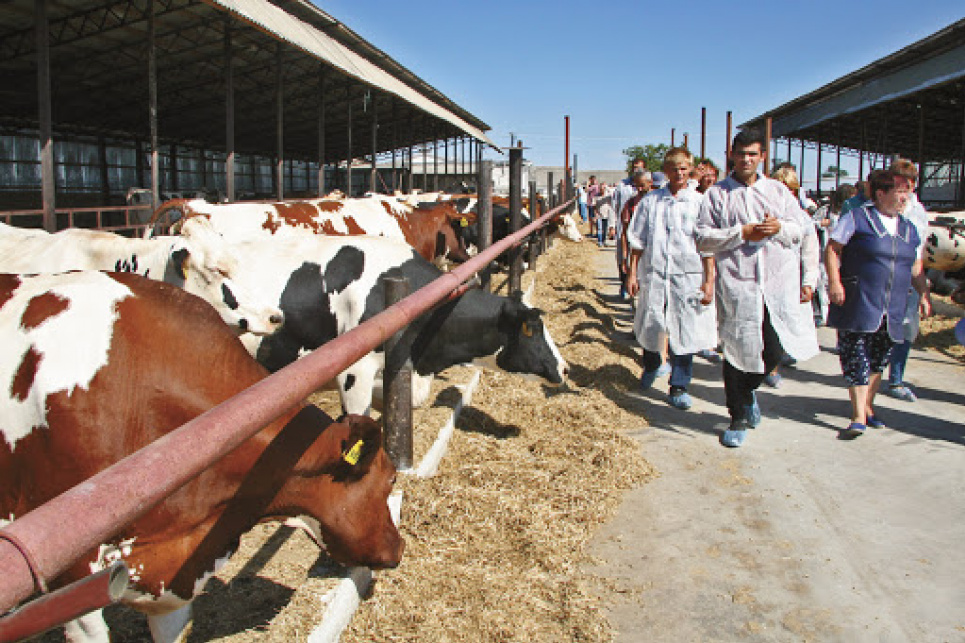 Украинские аграрии и фермеры-молочники бьют тревогу Фото иллюстративное