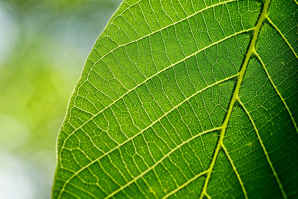 В Одеських катакомбах вирощують фініки, лимони і горіх pixabay