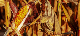 В Минагро обсудили вопросы поставок семян украинской кукурузы на европейские рынки
