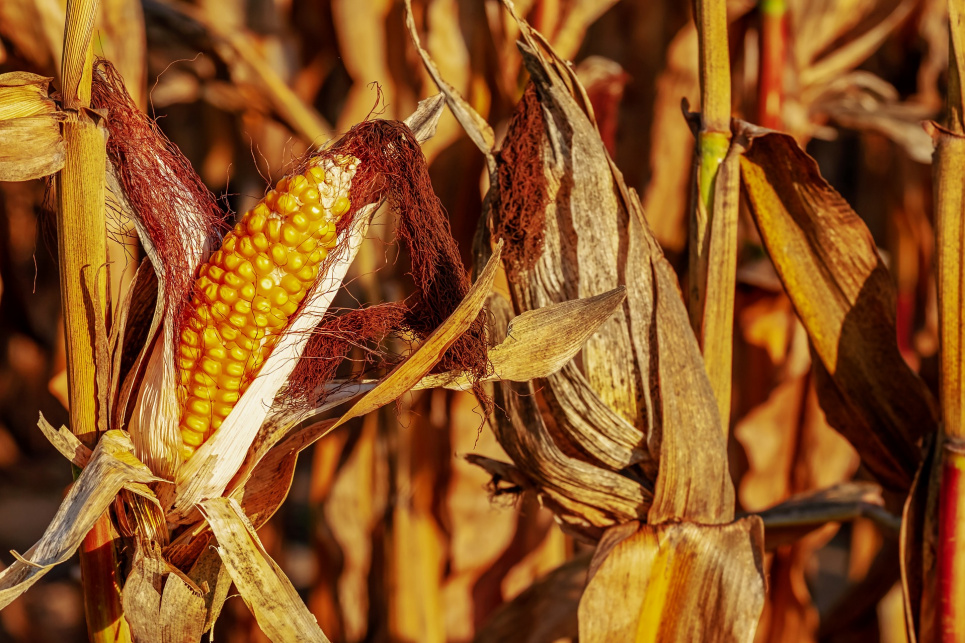 В Мінагро обговорили питання поставок насіння української кукурудзи на європейські ринки.
Image by Couleur from Pixabay 