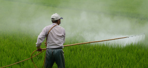 В ВР зарегистрирован Проект Закона о регулировании в сфере обращения с пестицидами и агрохимикатами. Фото: zefe wu from Pixabay 