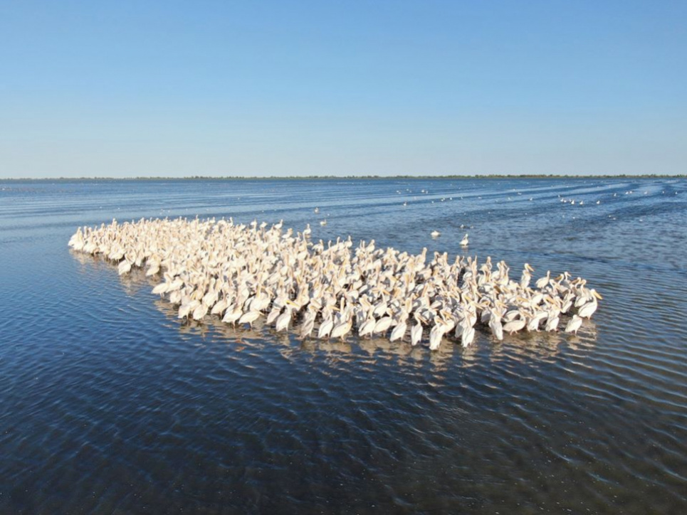 В Україні висихає парк, де мешкають пелікани (фото) Фото Івана Русєва