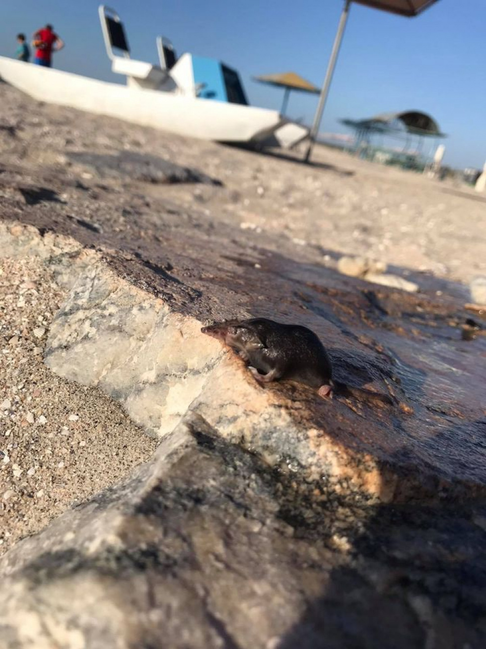 На пляжі Азовського моря знайшли рідкісну червонокнижну тварину (відео)
