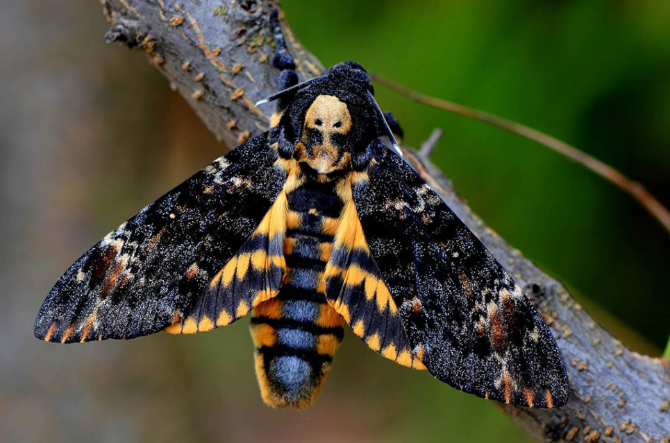 У Кривому Розі знайшли рідкісного тропічного метелика (відео)