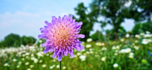 pixabay