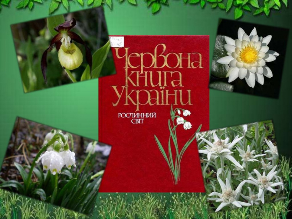 Нова версія Червоної книги вийде із запізненням Слайд із презентації "Рослини Червоної книги" учениці 5-В класу Дарини Проскури