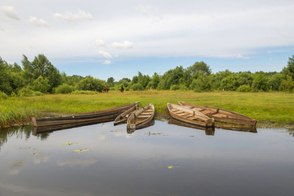 Українське Полісся. Фото з сайту https://savepolesia.org/(© Daniel Rosengren / FZS)