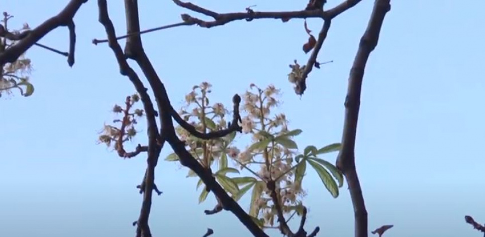 У Харкові вдруге за рік розквітли каштани (відео)
