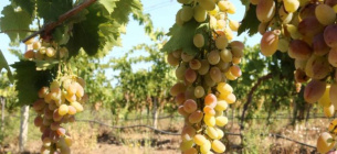 Законопроект про виноград та продукти виноградарства