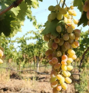 Законопроект про виноград та продукти виноградарства