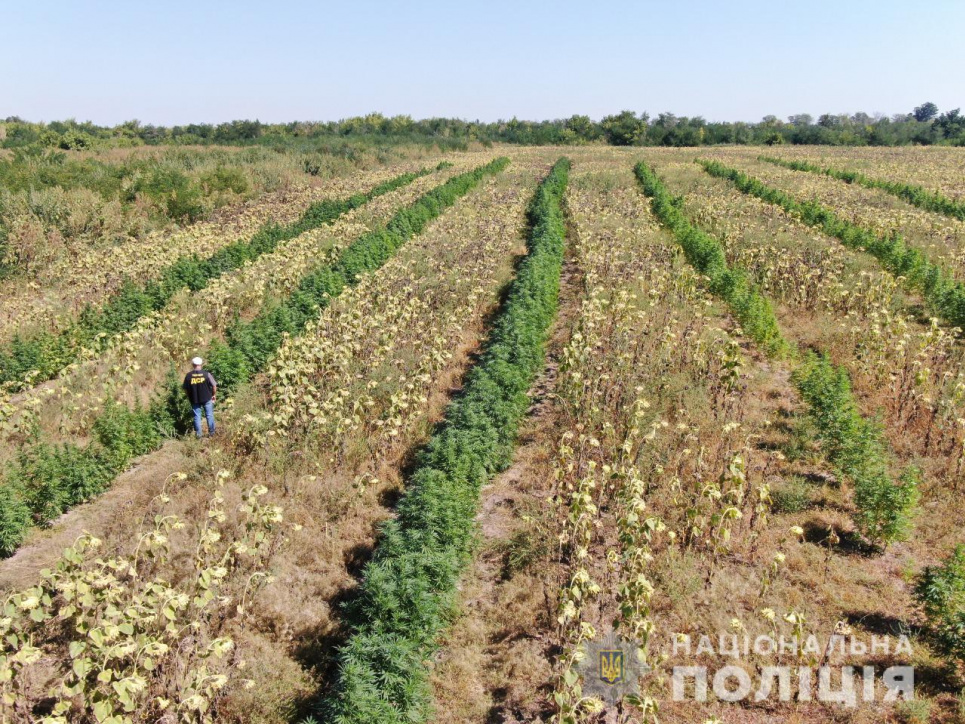 "Наркобарони" з Мелітополя виростили величезне поле канабісу на 10 млн гривень (фото) Всі фото: Нацполіція