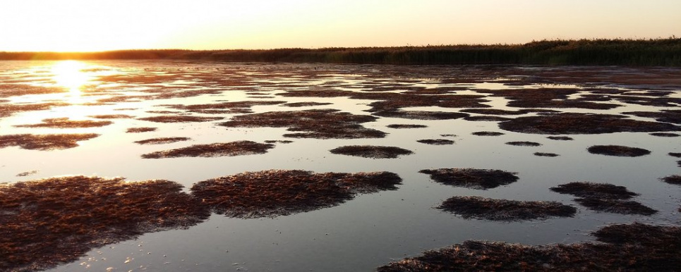 У нацпарку "Тузливські лимани" загинуло сотні риб (фото)