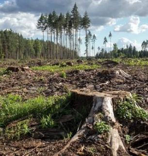 Харківщина стрімко втрачає свої ліси Фото з відкритих джерел