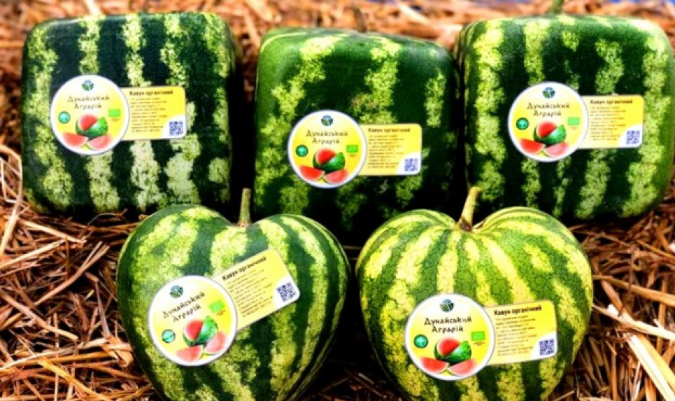 Українці зробили прорив у вирощуванні бахчевих(фото) Фото: agronews.ua