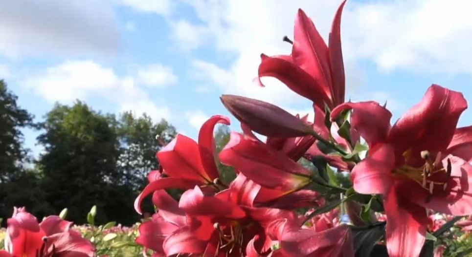 На Волині фермер висадив три гектари лілій та хризантем (відео) Фото - ТСН