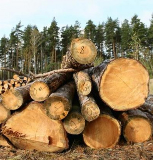 На український ринок деревини чекають зміни: які та коли Фото: ZN.ua