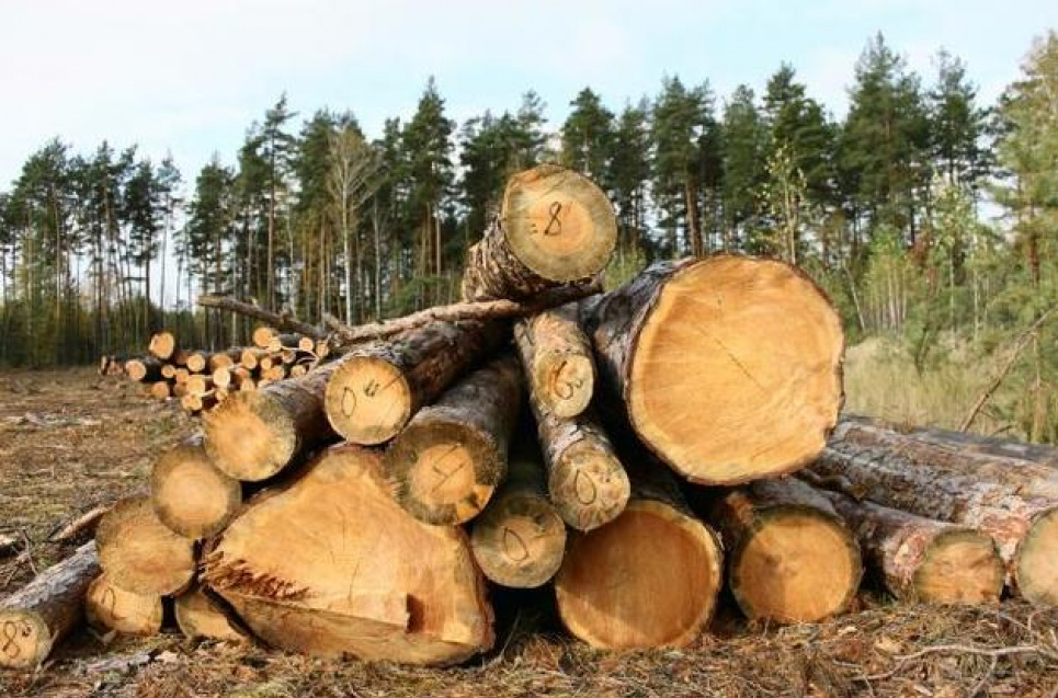 На український ринок деревини чекають зміни: які та коли Фото: ZN.ua
