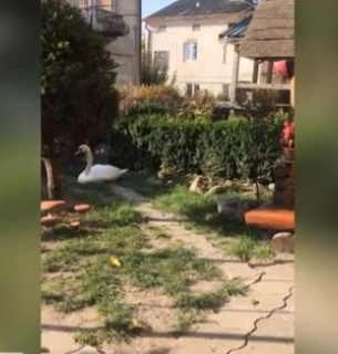 Рятувальники витягали лебедя з електродротів (відео)