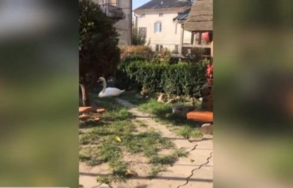 Рятувальники витягали лебедя з електродротів (відео)