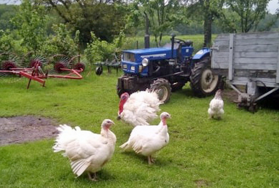 Чтобы не что-нибудь по двору бегало: супруги выращивает огромных индюков и кур (фото) Все фото: shumsk.info