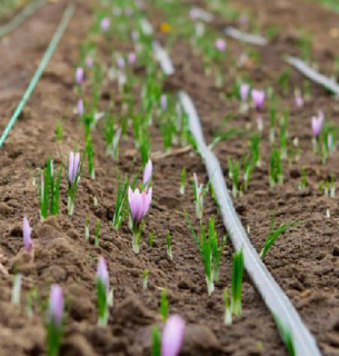 Створення охоронних зон для Червоної книги на Миколаївщині