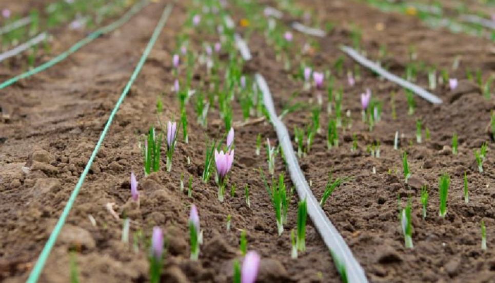 Створення охоронних зон для Червоної книги на Миколаївщині