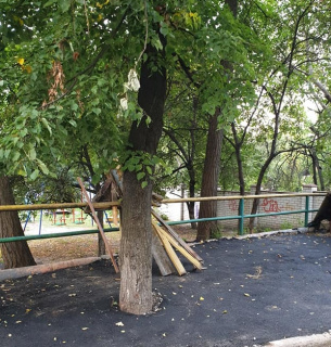 У Києві заасфальтували дерево: "замурували, демони" (фото)