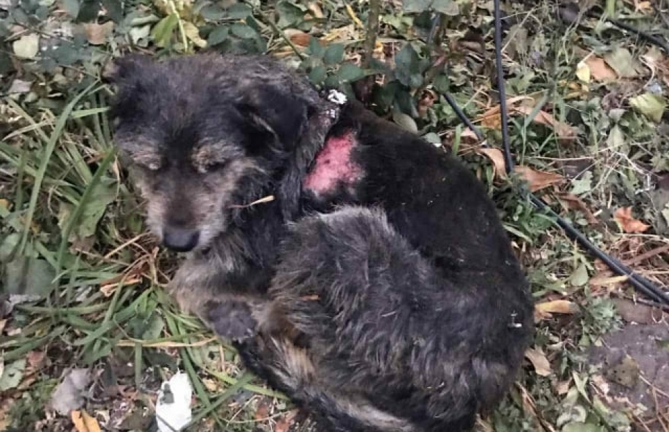Обгорілі, голодні, налякані: волонтери рятують домашніх тварин зі згарищ Луганщини (фото) Всі фото з Фейсбуку В.Гайворонської