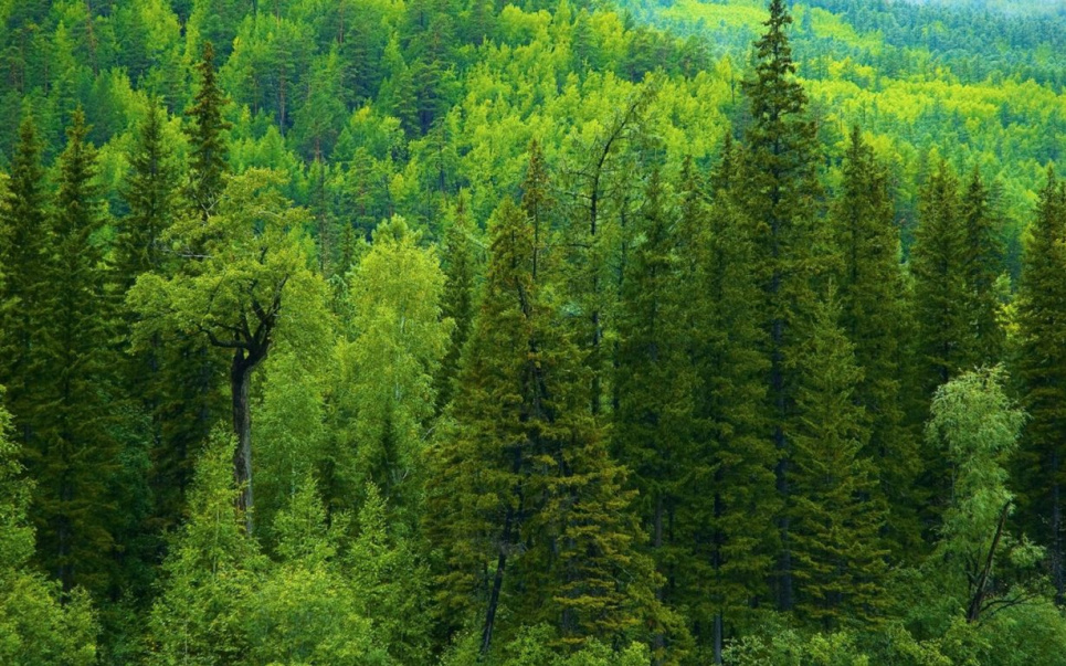 Кабмін декомунізував природно-заповідний фонд України Фото ілюстративне
